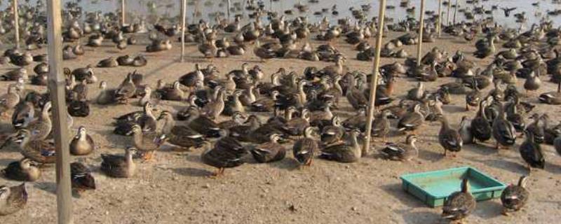 如何进行水产养殖，附上详细的养殖分类说明