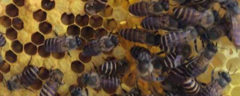 如何进行介入蜂王的操作，有哪些详细的注意事项需要大家了解