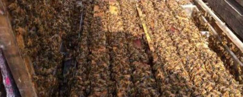 蜜蜂在秋季该如何繁育，这里有关于它的详细内容介绍