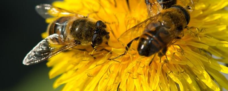 如何急造王台，它的主要目的和背后的基本原理是什么