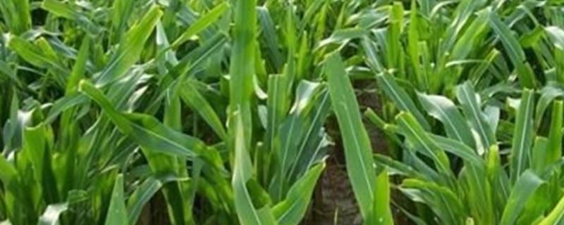 如何运用牧草养猪技术，以及通过种草养猪的可行性究竟怎么样