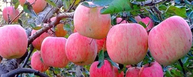 苹果树通常在什么时候开花，附带苹果树在全球的地理分布情况