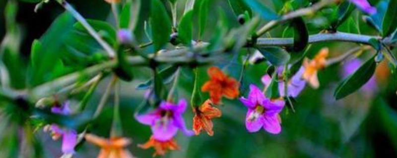 枸杞具体在什么季节开花，它的详细泌蜜条件都有哪些