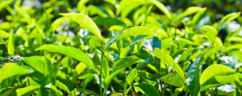 茶叶后期应该怎么去管理栽培,该如何进行规划化的种植茶叶