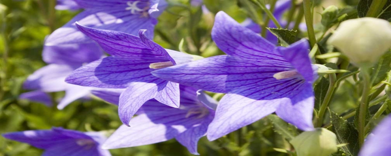 关于种植桔梗或者说铃铛花具体有哪些不同的种植方法，在成功种植之后究竟应当如何进行全方位的管理工作