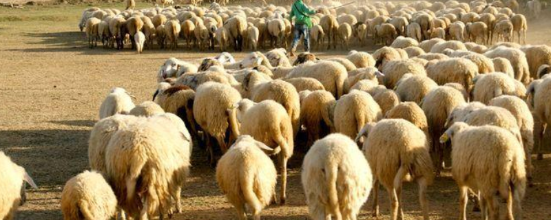 哪些品种的牛和羊比较适合在河南进行养殖，河南地区的气候环境条件具体怎么样呢