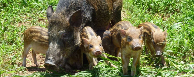 南方农村究竟有哪些非常赚钱的养殖项目，这四个致富项目你不能错过