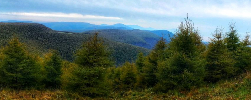 社会林业新模式下的观光林业具有哪些优点，主要体现在以下这三个重要方面