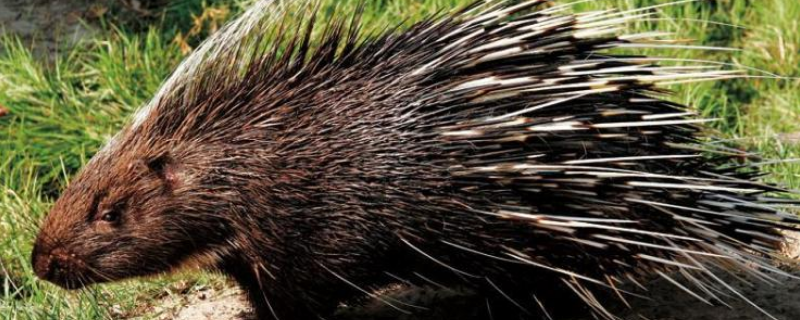 是否可以在农村进行豪猪养殖呢，豪猪的具体饲养管理方法有哪些