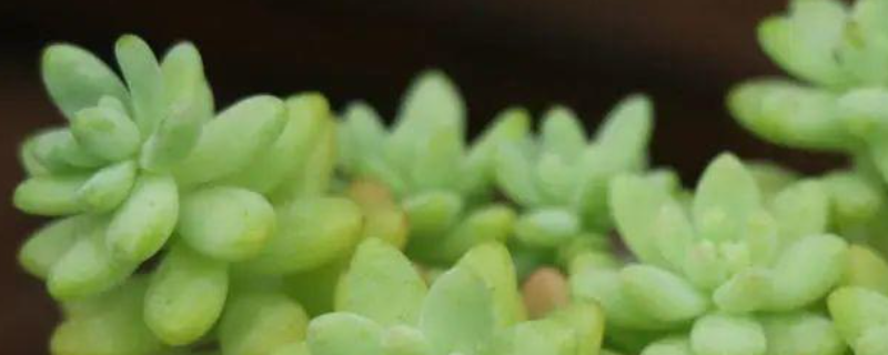 多肉植物究竟要如何养护才能更加美观，这里有详细的养护方式介绍