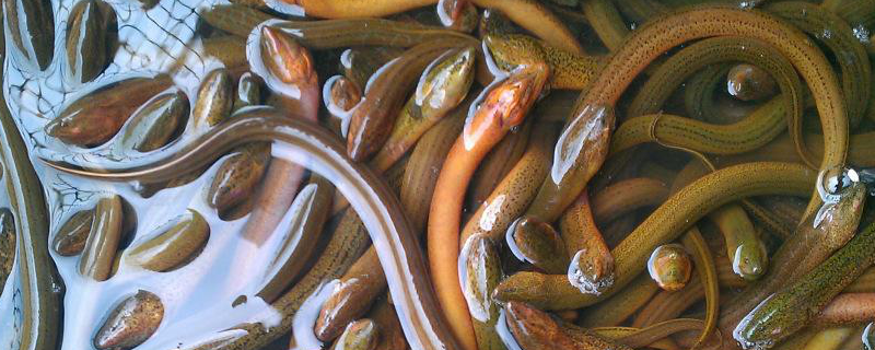 黄鳝的具体生活习性，及其身体特征