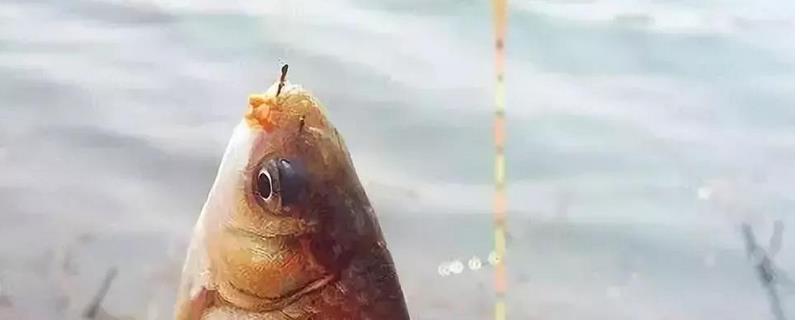 钓鲫鱼应该选择几号主线比较合适，主要取决于鲫鱼的具体大小和当前作钓季节以及钓场环境情况