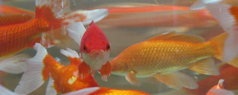 金鲫鱼怎样饲养才能够养好呢，一份全面的饲养介绍