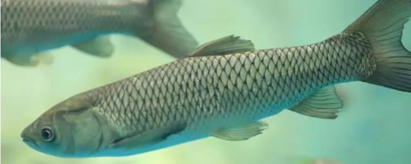 钓草鱼用什么钩子最好，为你介绍其钩型特点