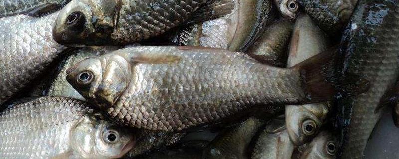 初春钓鲫鱼用什么饵料效果最好，常用的自然饵料具体有哪些