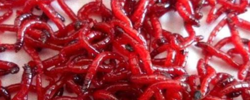 红虫究竟是怎么养出来的，附带关于该物种的详细论述
