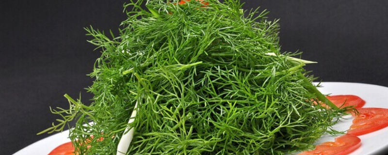 茴香菜究竟可不可以生吃，这种蔬菜具体都有哪些食用禁忌