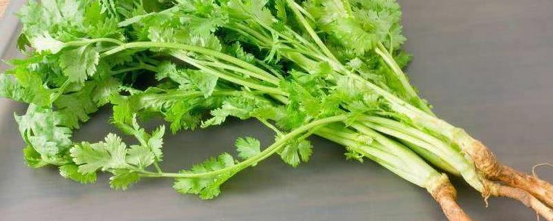 香菜的种植时间在几月份,它的水培种植方法要点有哪些
