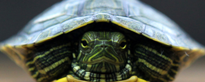 巴西龟的食性具体有哪些，在冬季的时候该怎样科学养殖