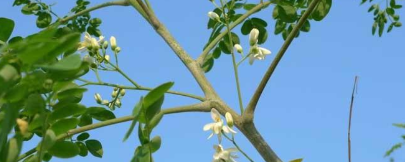 辣木籽树种植几年才能结果，以及这种植物的栽培条件是什么