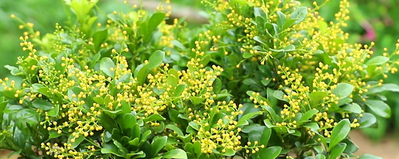 米兰的安全越冬技术详解，具体都包含了哪些保护措施