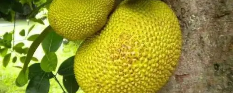 木菠萝籽的具体种植方法有哪些，木菠萝究竟有哪些主要价值