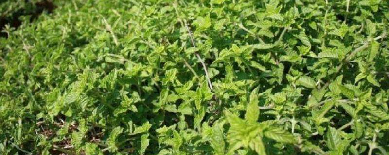 灵草与灵香草之间究竟存在哪些不同，这里附上它们的生长习性与具体特点