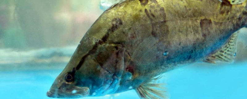 鳜鱼究竟属于海鱼还是属于淡水鱼，这种鱼具体都有哪些科学养殖技术