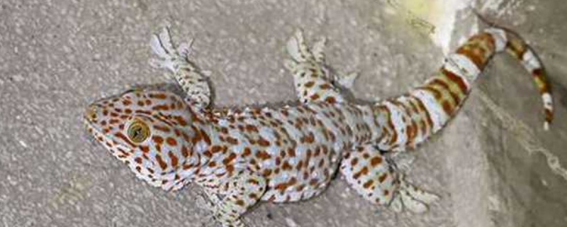 人工养殖蛤蚧需要掌握哪些核心技术要点，现在市场上的一只蛤蚧一般要多少钱