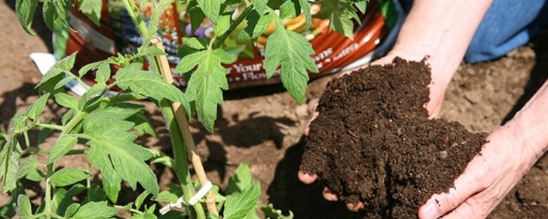 夏季存在哪些挑选肥料的方法吗，在进行施肥时具体该注意些什么呢