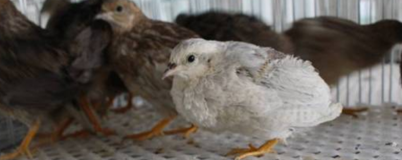 芦丁鸡在家庭中应该如何进行养殖，芦丁鸡的具体生活习性都有哪些内容