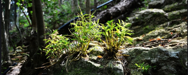 霍山石斛具体的种植方法有哪些,霍山石斛在种植过程中需要注意的事项有哪些