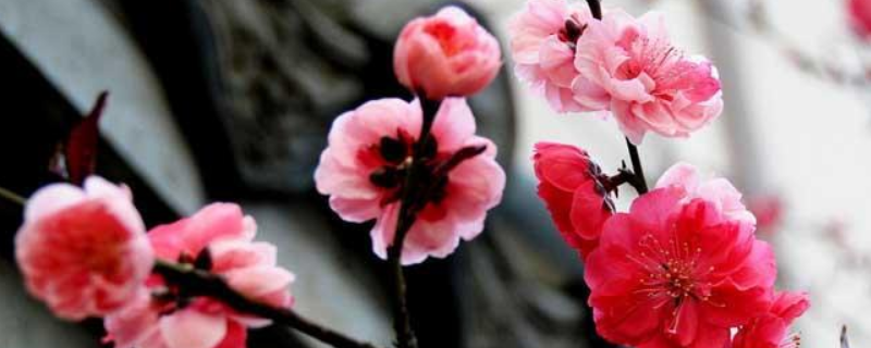 梅花为什么会遇到不开花的问题，我们怎样才能每年开花呢