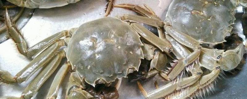 品尝大闸蟹的同时可以喝茶吗,吃完大闸蟹之后立即喝茶会有什么严重的后果
