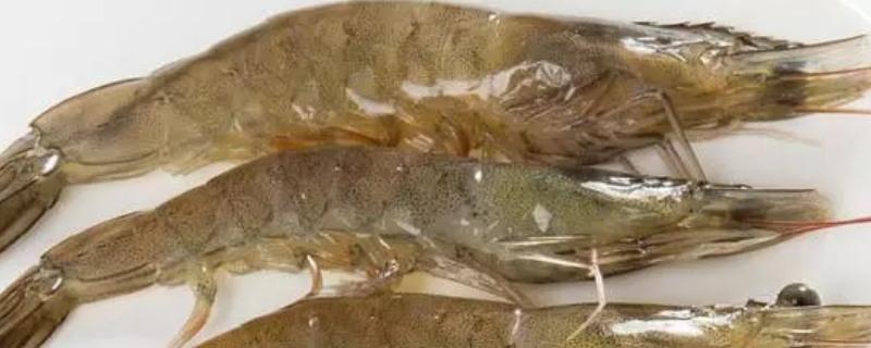 变黑的冻虾还能不能继续食用，虾肉要怎么冰冻才比较好输