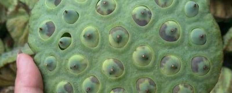 新鲜的青莲子到底能不能直接生吃，经常食用莲子对身体有哪些具体的功效和作用