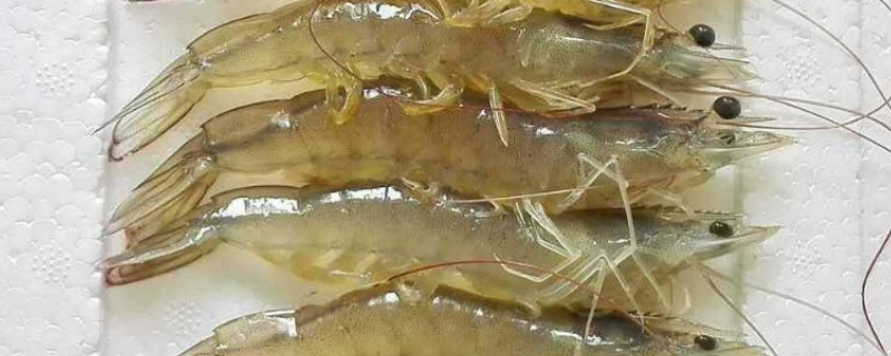 生吃虾肉到底安不安全，虾肉绝对不能和哪些食物搭配着吃