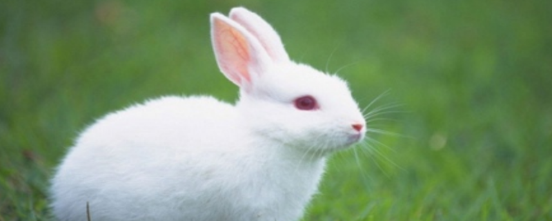 兔子是如何度过寒冷冬季的，附带兔子的生活习性与日常行为习惯