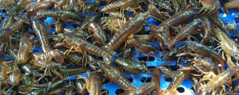 龙虾种苗的价格大概在多少钱一斤，在什么时间节点投放才算最佳