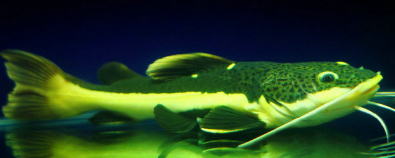 应该怎么养招财猫鱼，附带招财猫鱼饲养时的各种注意事项