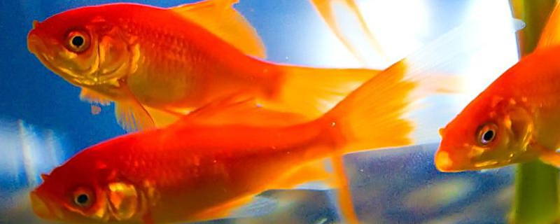 冬日里养护金鱼的具体方法有哪些，掌握这四个关键核心要点是重中之重