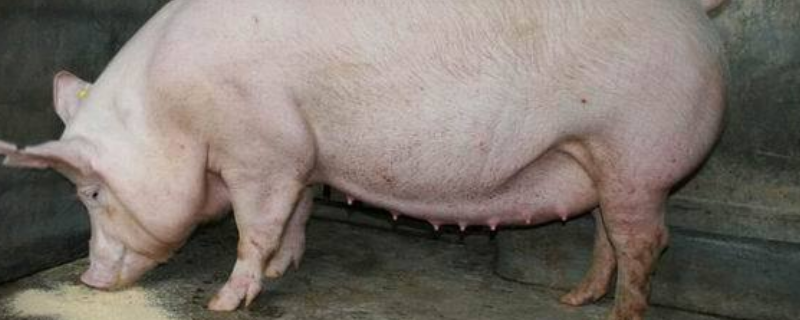 母猪身上的奶嘴数量究竟有多少个，附带哺乳期间母猪的科学管理技术