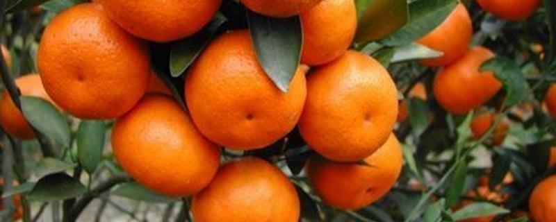 适合在9月份种植的水果都有哪些，这四种美味水果是非常不错的优质选择