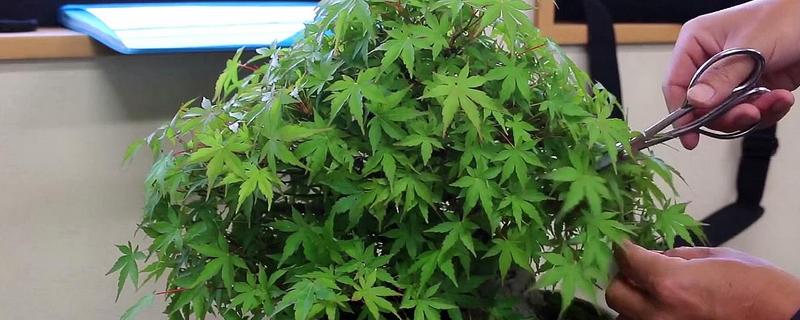 枫树该如何进行科学修剪,它的盆景日常养护管理指南