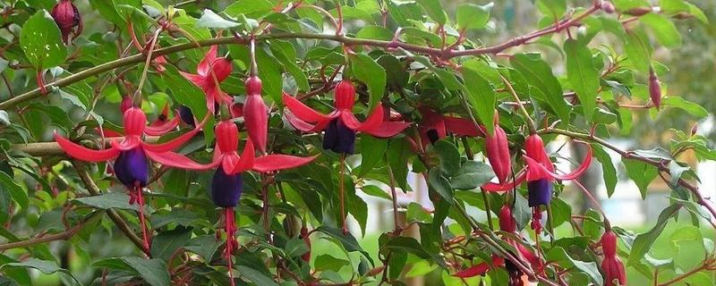 灯笼花究竟该如何进行修剪，附灯笼花的详细养殖方法和日常注意事项