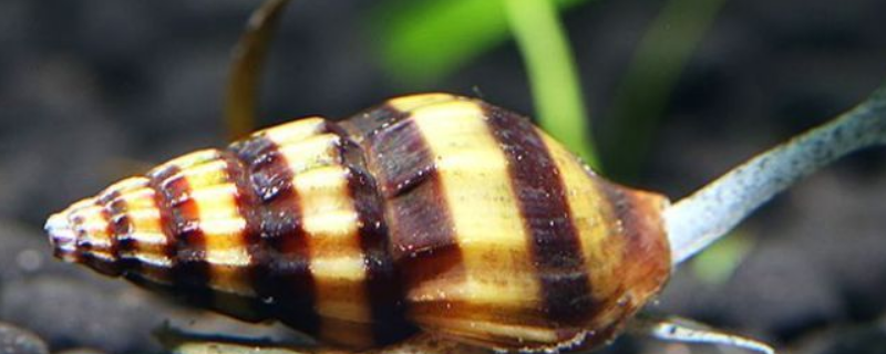 观赏螺的具体养殖方法，请务必注意做好这几个核心要点