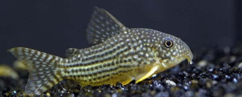 珍珠鼠鱼究竟应该怎样进行人工繁殖，附带各种不同鼠鱼的详细分类介绍