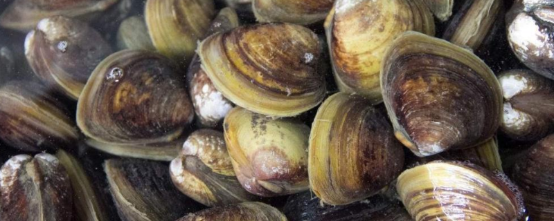 河蚬的具体养殖方法有哪些，附带河蚬的相关经济价值和药用价值有哪些