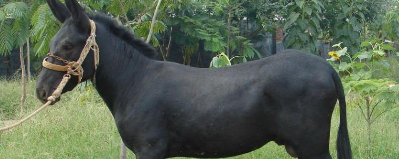 驴的养殖方法具体有哪些，附带详细的管理技术指南