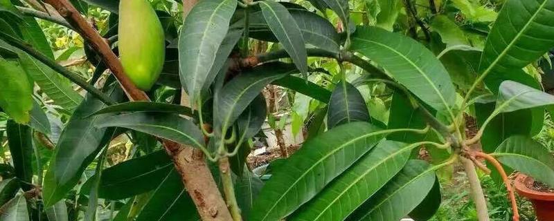 芒果籽小盆栽应该怎么种，顺便附带盆栽芒果的繁殖方法
